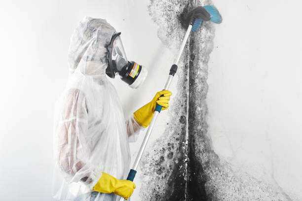 Best Emergency Mold Remediation  in Waynesville, OH