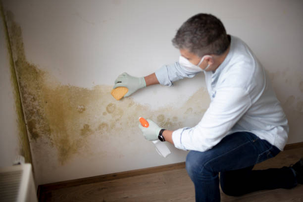 Professional Mold Removal in Waynesville, OH
