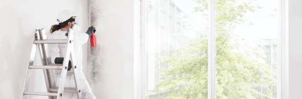 Best Black Mold Removal  in Waynesville, OH